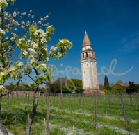 La tenuta Venissa (ex Scarpa Volo)